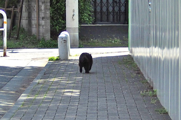 モフネ　小さい熊か