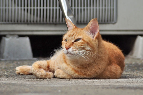 空を見てる　ソラちゃん