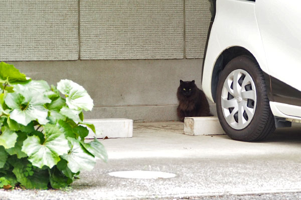 モフネ　車の後ろに