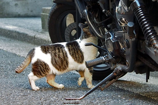 バイクの調査