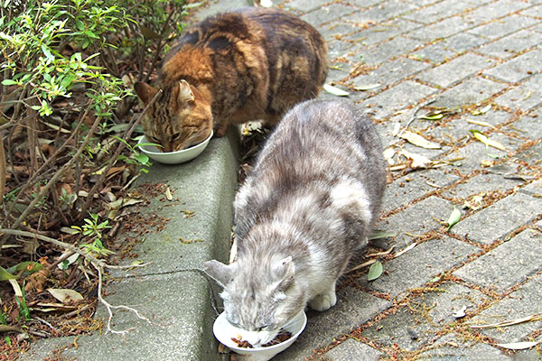 並んでお食事　クロムとクラタン