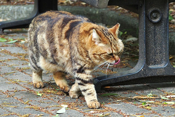 食べ終わったので去る　クラタン