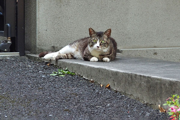 寛ぐ　アシメ