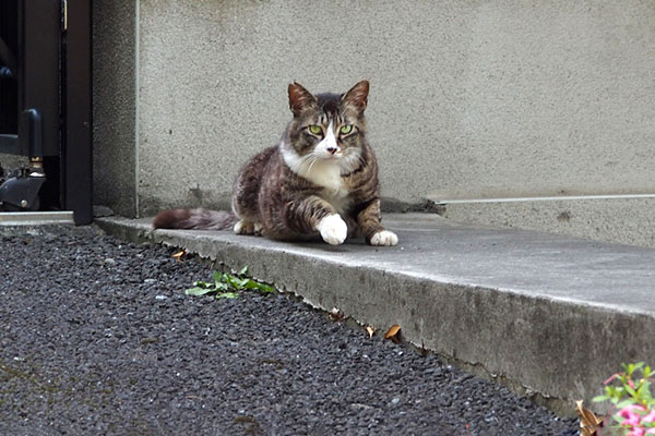 すぐ動く　アシメ