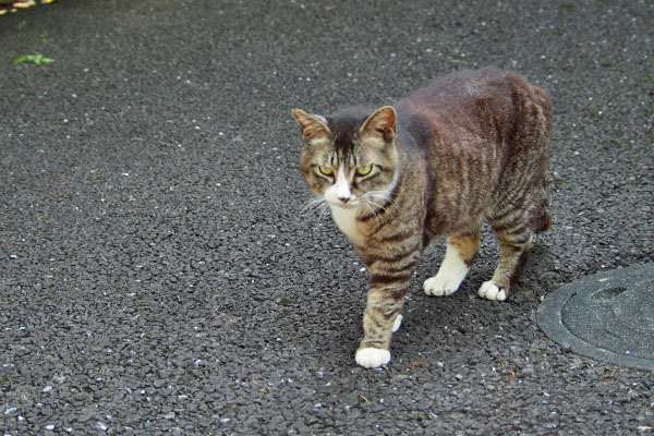 近寄って来る　アシメ