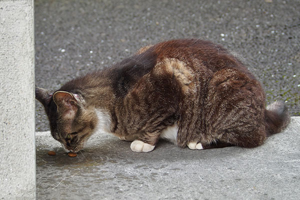 ちょい食べる　アシメ