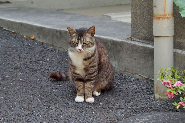 お座り　アシメ