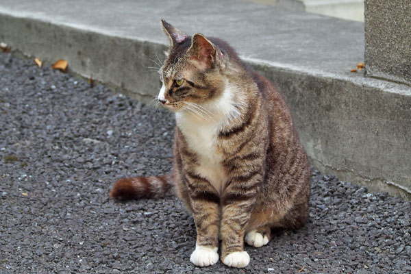 もっと欲しい　アシメ