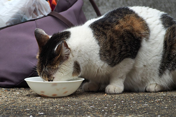 近くでセイも食べてる