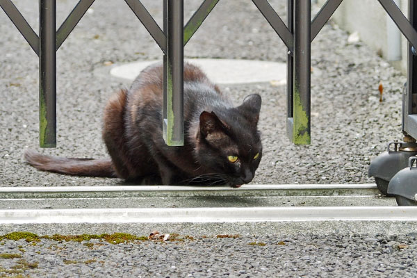 キト　食べる