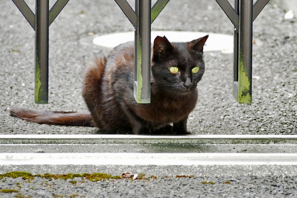 もっと食べたいな　キト