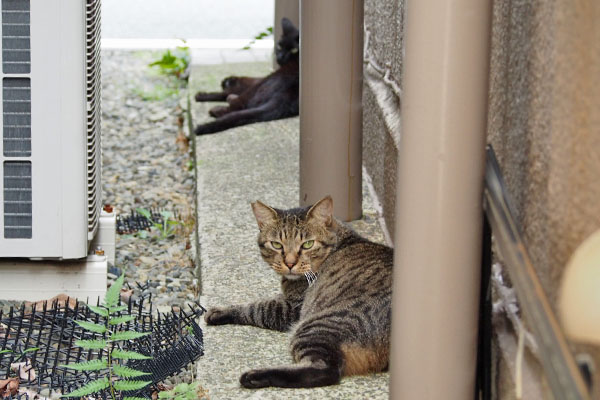 ついてくるな　シマヲ