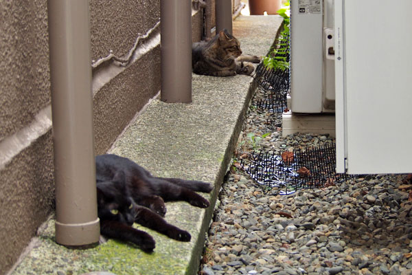 兄弟で涼む　シマヲとモノタ