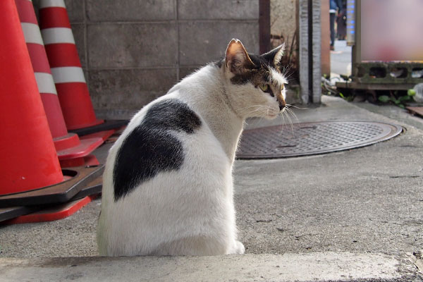 しろまる　お座り