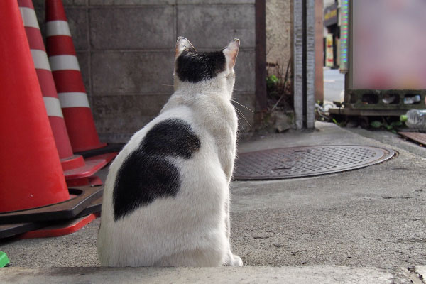 しろまる　すんと前見て