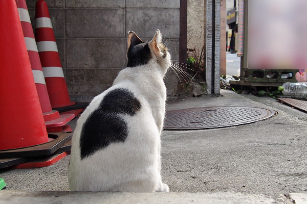 しろまる　見上げる