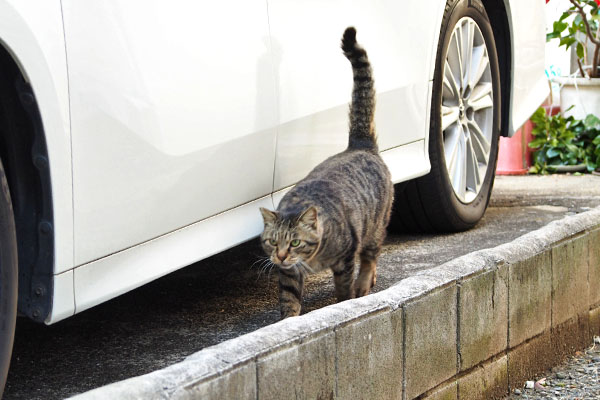 シマヲ　やって来る