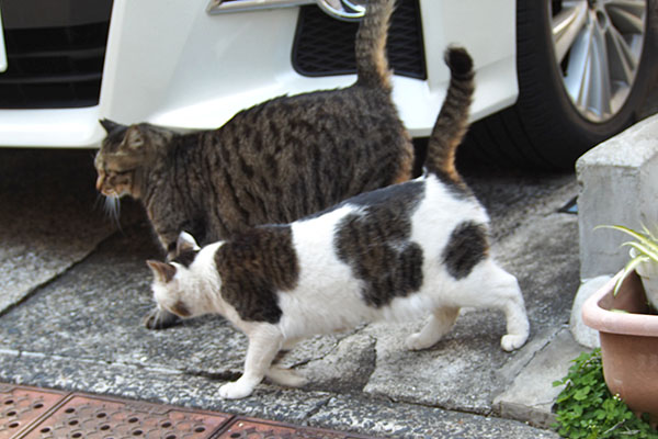 並走　シマヲとセイ