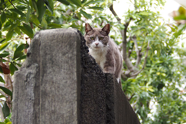 レックス　見てる