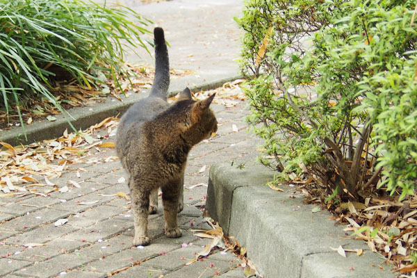 振り返りながら　アビ