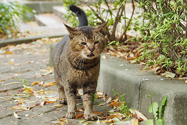 正面鳴く　アビ