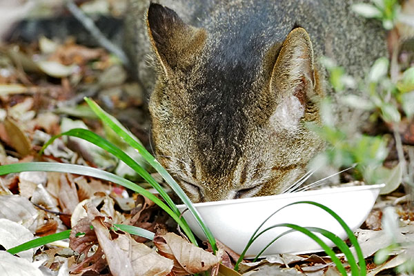 食べる　アビ