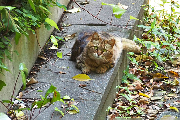 見つめる　クラタン