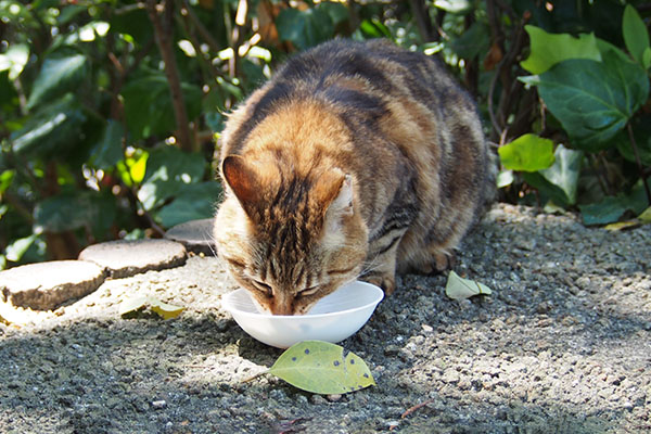 食べる　クラタン