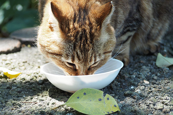 完食の勢い　クラタン