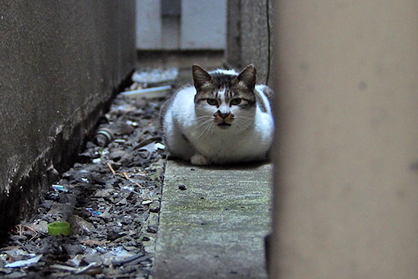 待ってる　しぐれ