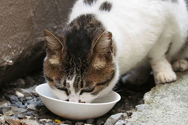 即食べる　しぐれ