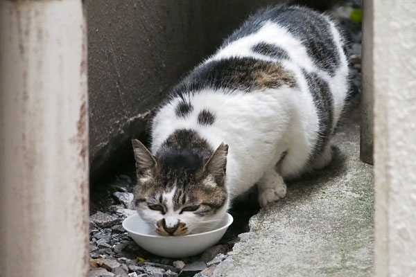 必死に食べる　しぐれ