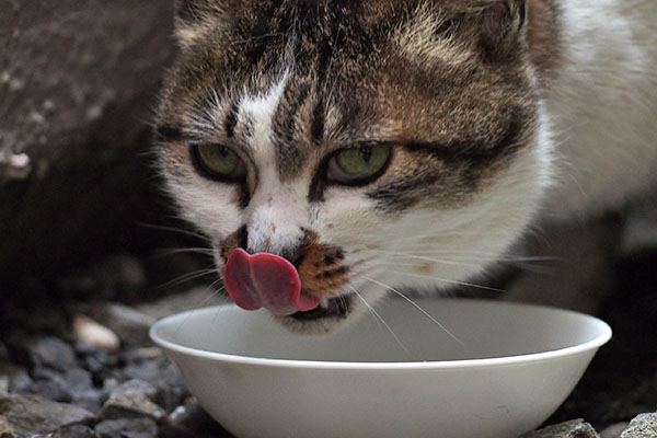 食べ終り　しぐれ