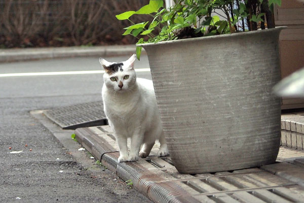 耳に力入る　オーロラ