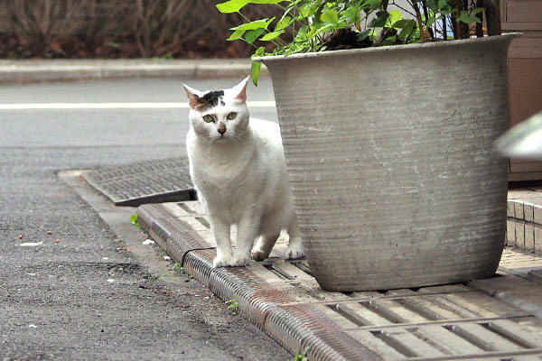 確認　オーロラ