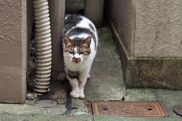 しぐれの歓迎