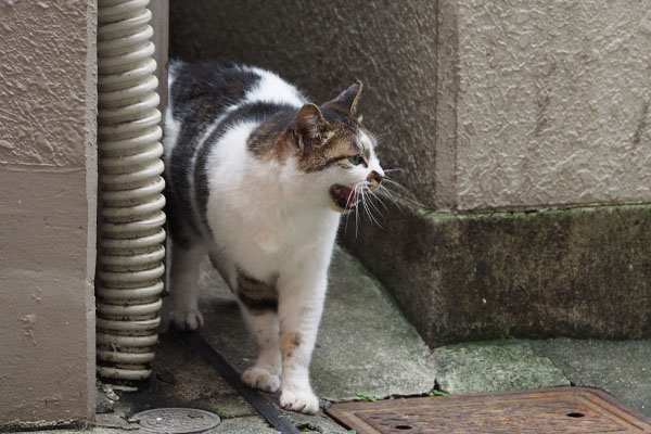 しぐれ　横　鳴いてる