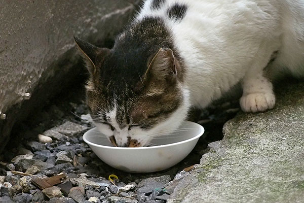 しぐれ　食べる