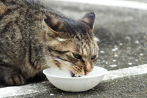 シマヲ　食べる