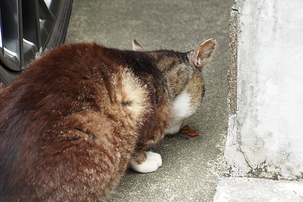 アシメ　食べる