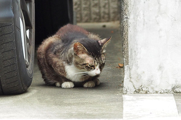 アシメ　お代わりも完食