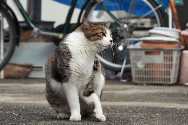 コルビ　ちょっと痒い