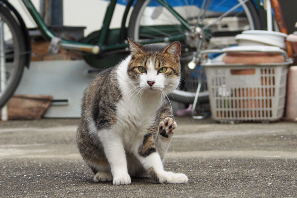 コルビ　今音がした