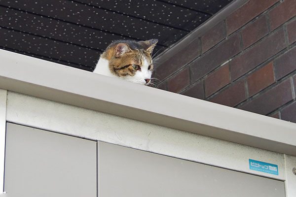 らい太の通過を見てたコルビ