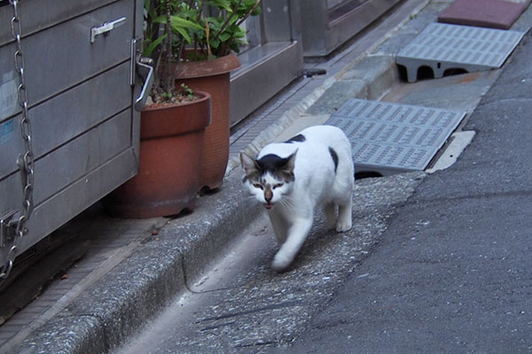 裏から　しろまる