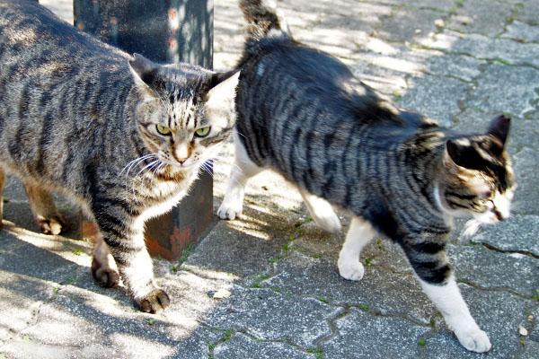 シマヲとリンクス　離脱