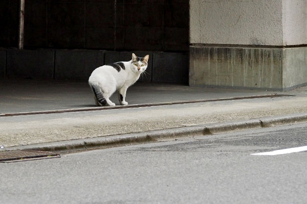 しろまる　ここにゃ