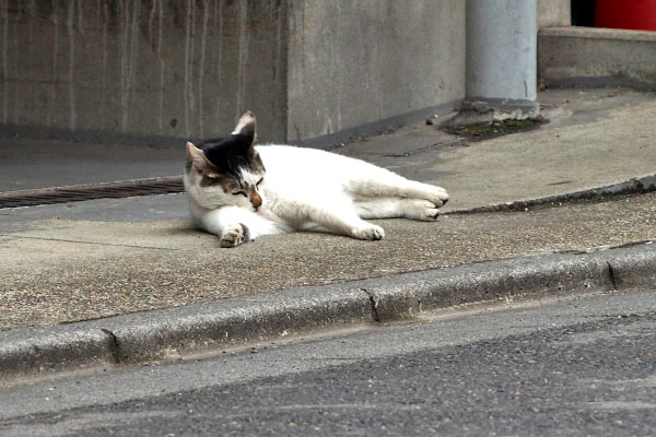 横になる　しろまる