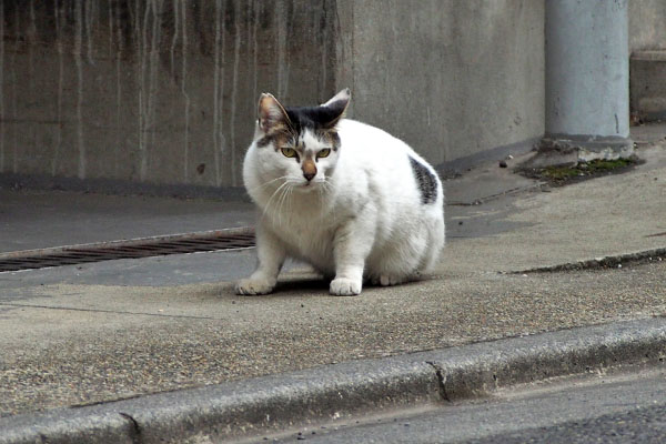 音がした　しろまる