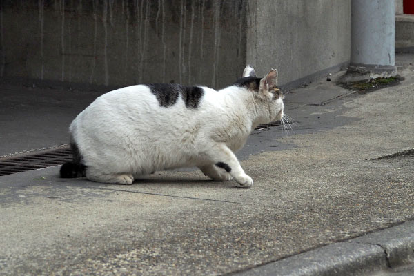 逃げるのか　しろまる